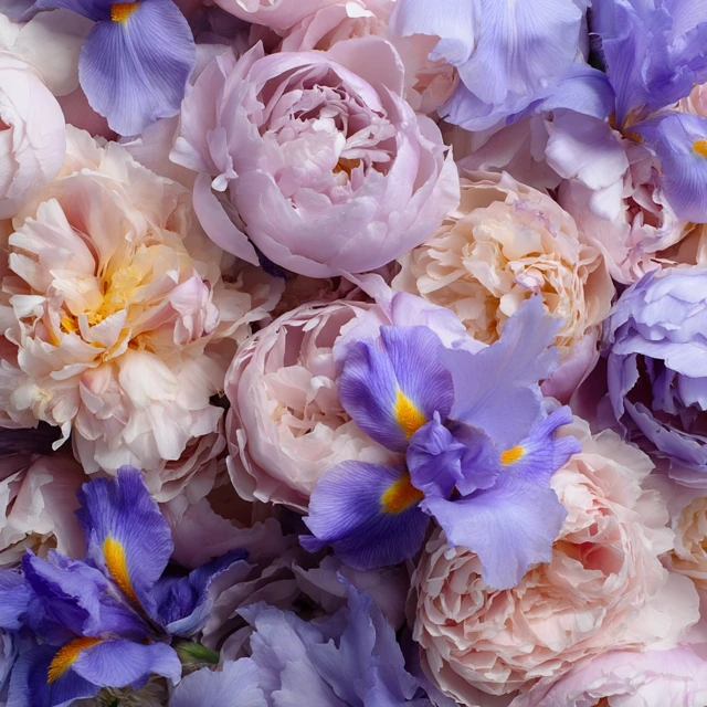 Peonies and Irises Floral Arrangement