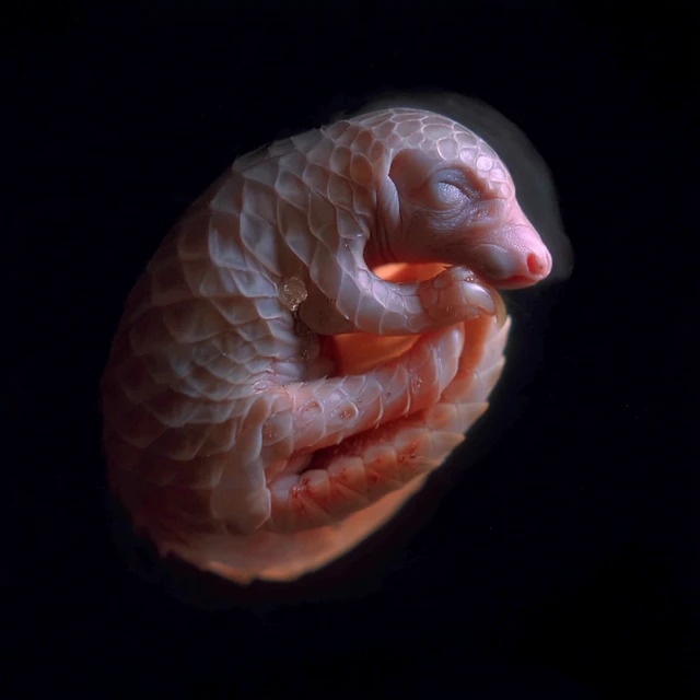 Pangolin Fetus Detailed Photography