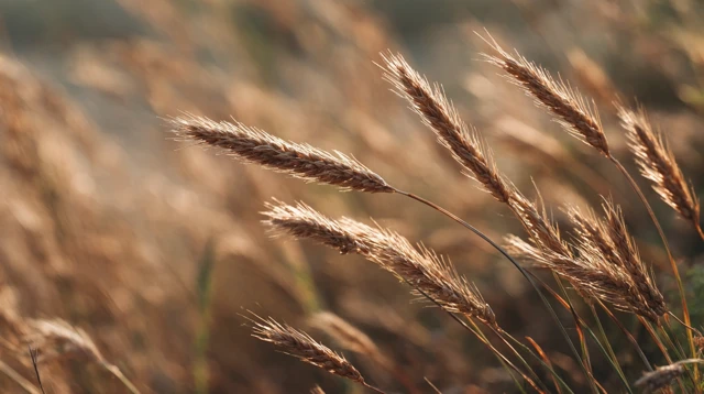 Wheat Closeup Photography Warm Light Texture