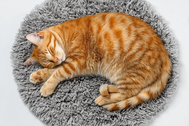 Cute Lazy Orange Cat Sleeping on a Cozy Carpet