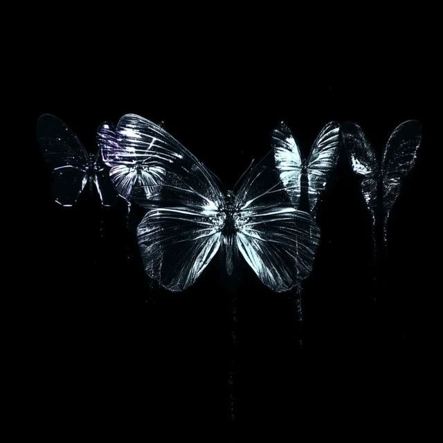 Mysterious Butterflies in Black and White