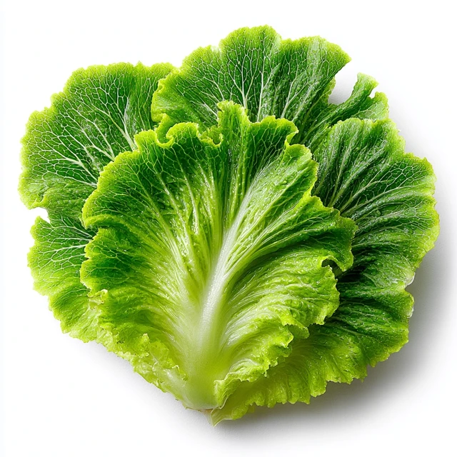 Fresh Iceberg Lettuce Leaf on White Background