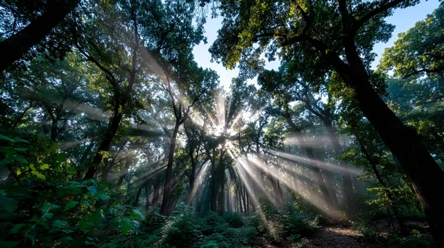 Enchanted Forest Sunlight Nature Photography