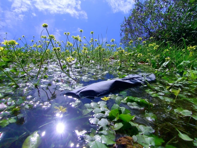 Sunlit Water Reflections and Yellow Flowers