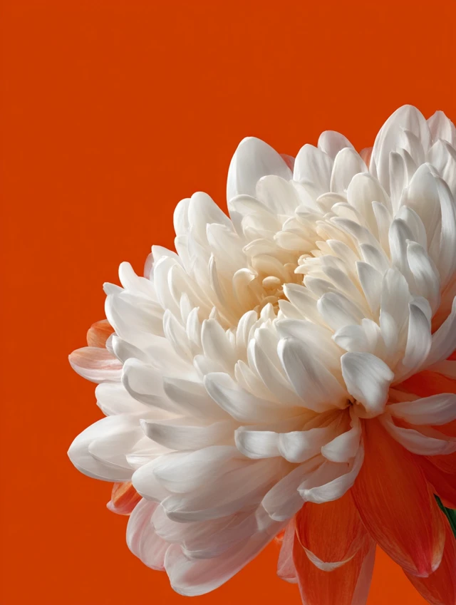 White Flowers on Orange Background PNG