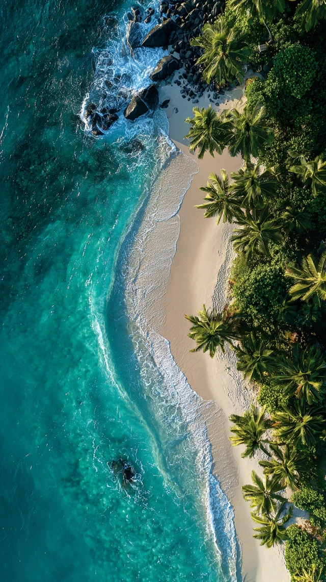 Tropical Beach Aerial View Palm Trees Turquoise Water