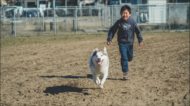 Boy and Dog Play in Park Sunny Day