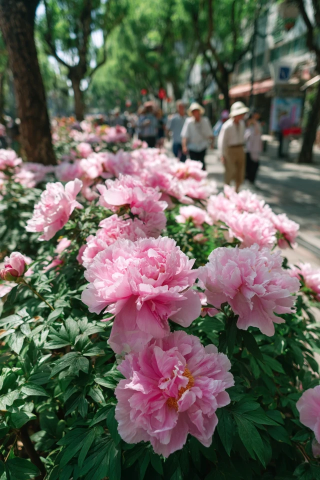 Blooming Peonies Spring Garden Scene