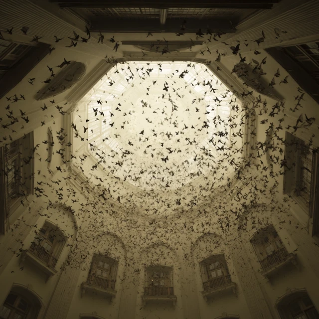 Birds Exploding Into a Room Architectural Photography