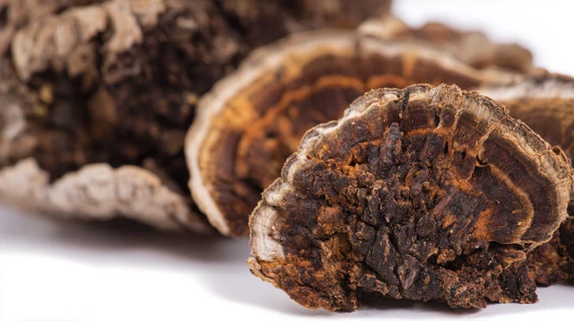 Turkey Tail Chaga Mushroom Closeup Organic Texture