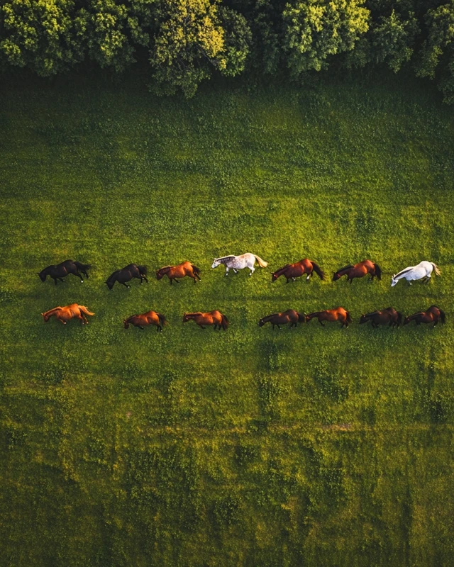 Horses Running on a Paddock Track Drone Photo
