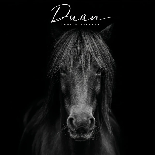 Duan Photography Black and White Horse