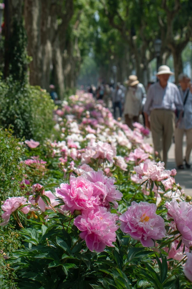 Blooming Peonies Spring Garden Scene