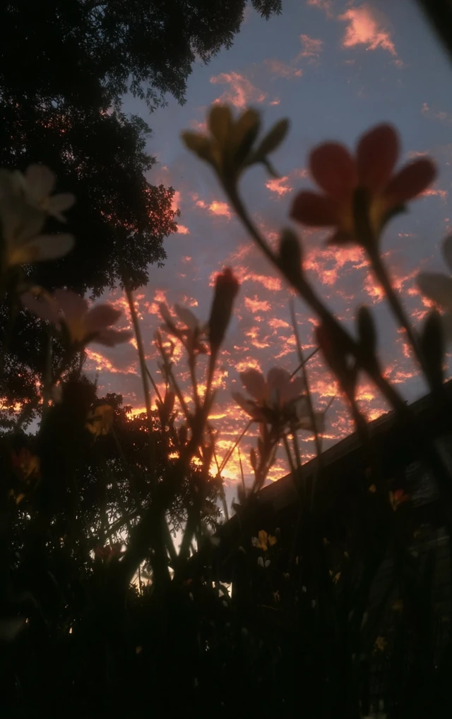 Lush Colorful Lomograph Photo of Flowers