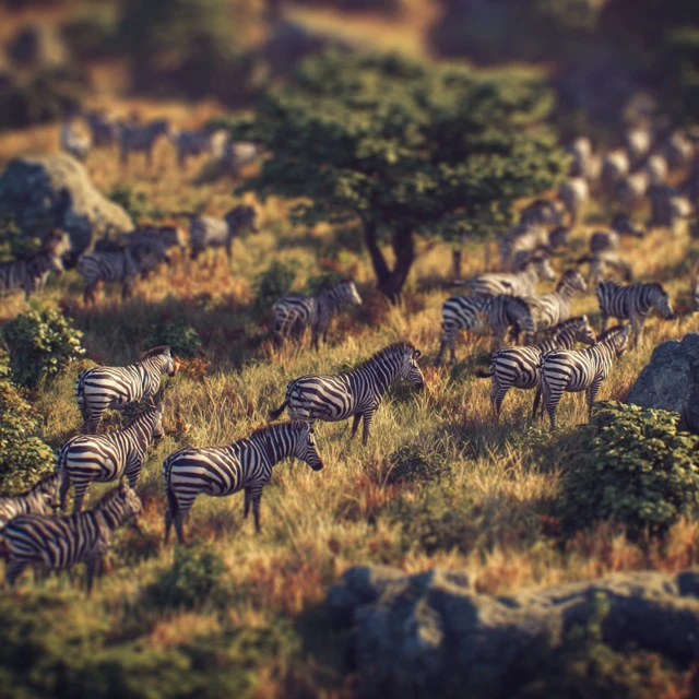 African Savannah Zebras Herd Wildlife
