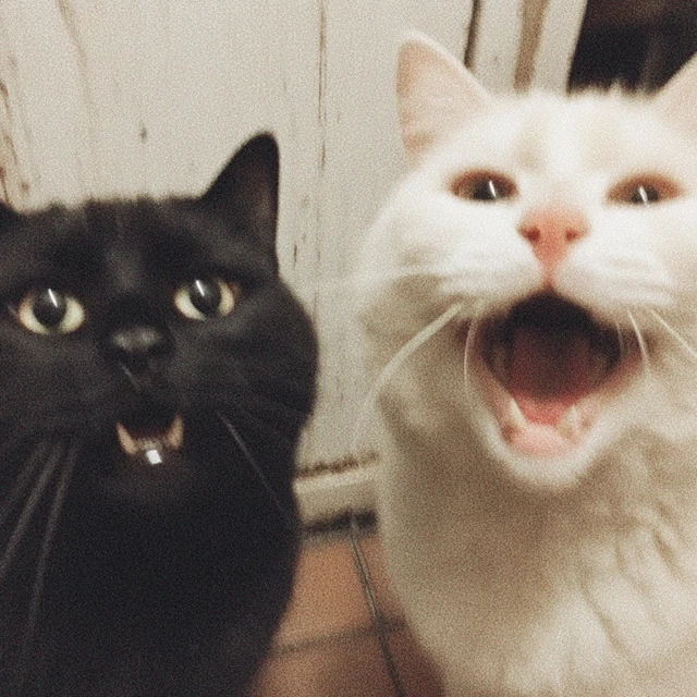Laughing Cats Black and White Feline Friends