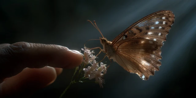 Butterfly Transformation Touching Fingertips