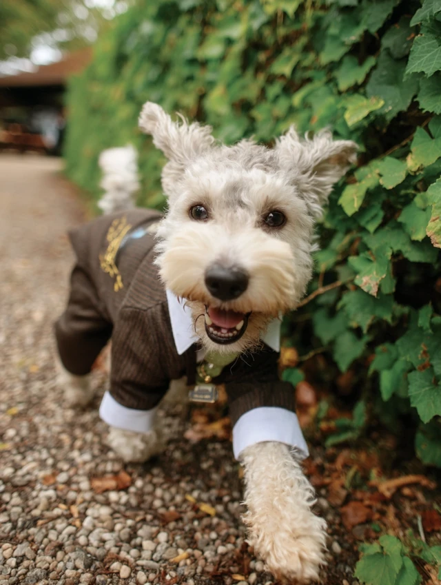 Schnoodle in Victorian Suit Running in Central Park
