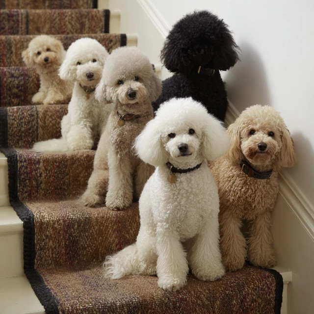 Poodle Dogs on Stairs Adorable Puppy Picture