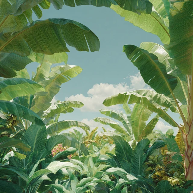 Realistic Banana Plantation Scene Lush Greenery