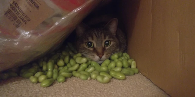 Cat in the Beans A Whimsical Nature Photograph