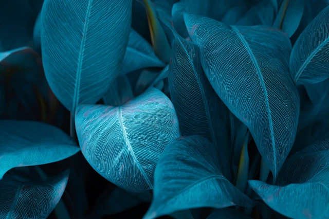 Blue Tropical Leaves Foliage Plant Nature Photography
