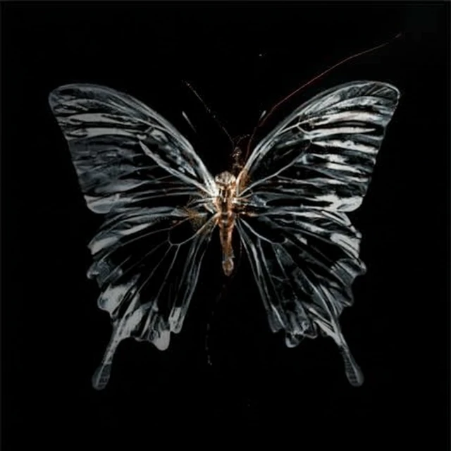 Transparent Butterfly Art on Black Background
