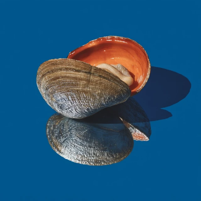 Trumpet Clam on Mirror Photography