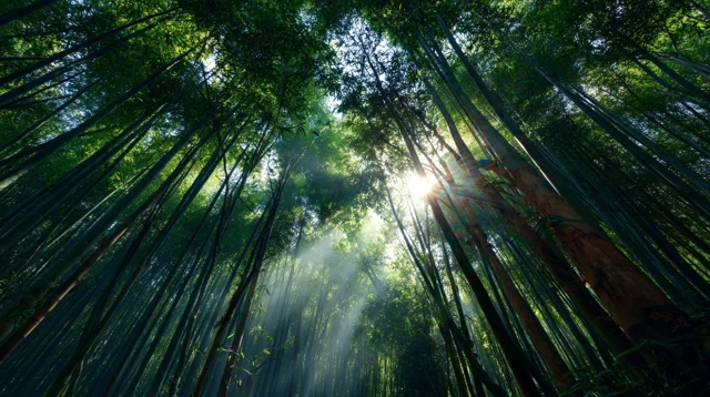 Bamboo Forest Sunlight Serene HD