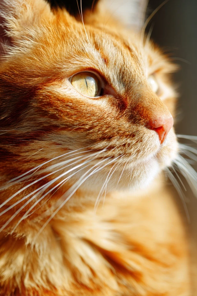 Orange Tabby Cat Close Up Realistic Photography