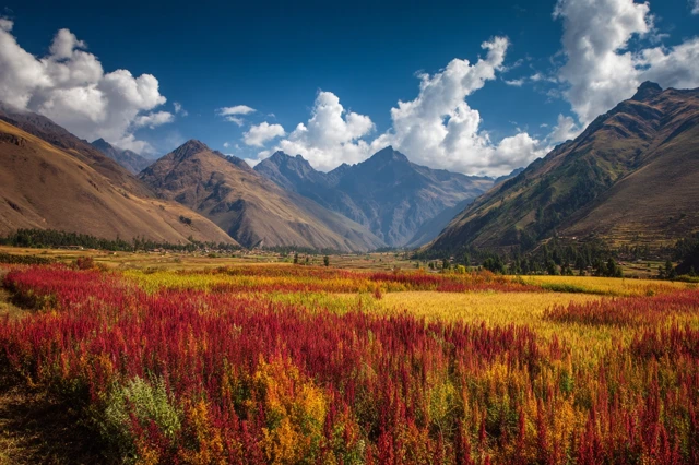 Quinoa Field in the Bolivian Andes Dramatic Landscape