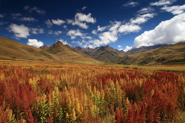 Quinoa Field in the Bolivian Andes Dramatic Landscape