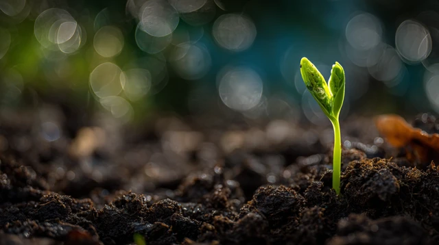 Green Sprout Emerging from Soil Renewal and Hope