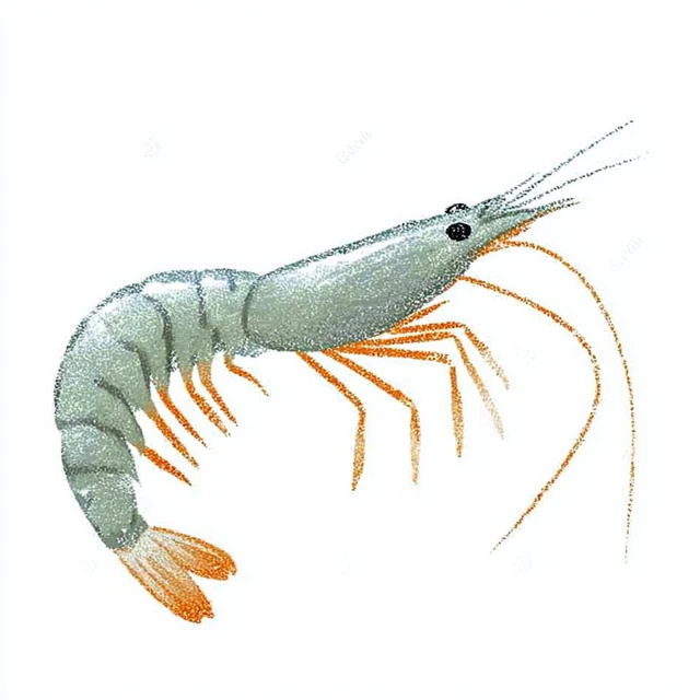 Hand Drawn Shrimp Illustration Colored Pencil Style