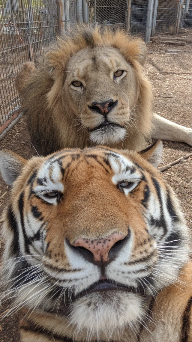 Lion and Tiger Zoo Photo