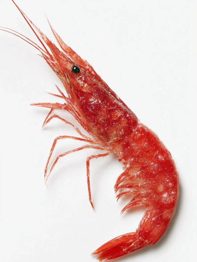 Realistic Red Shrimp Isolated on White Background