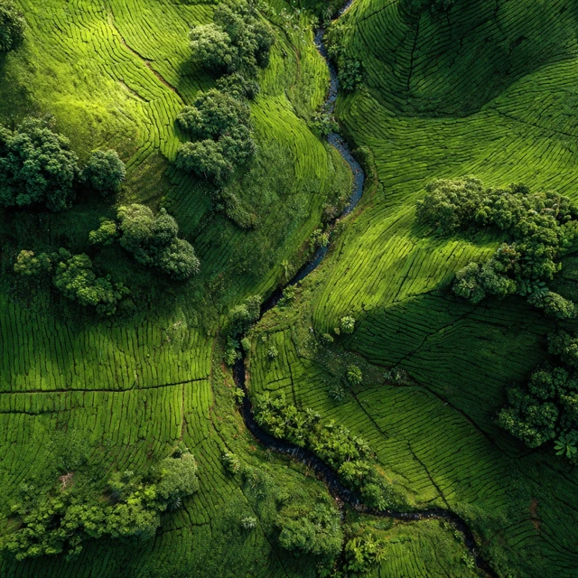 Aerial View of a Lush Green Tea Plantation