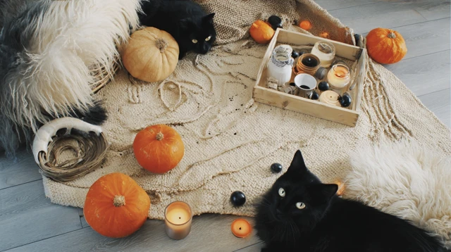 Vintage Halloween Flat Lay Pumpkins Black Cats