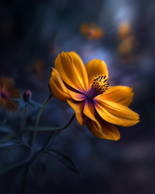 Cosmo Flower Macro Shot Photorealistic Sunrise