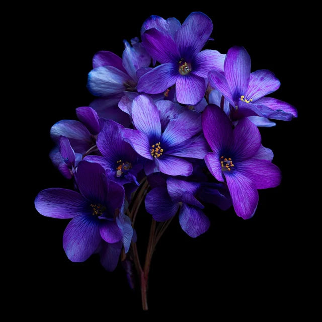 Violet Flowers on Black Background Photography