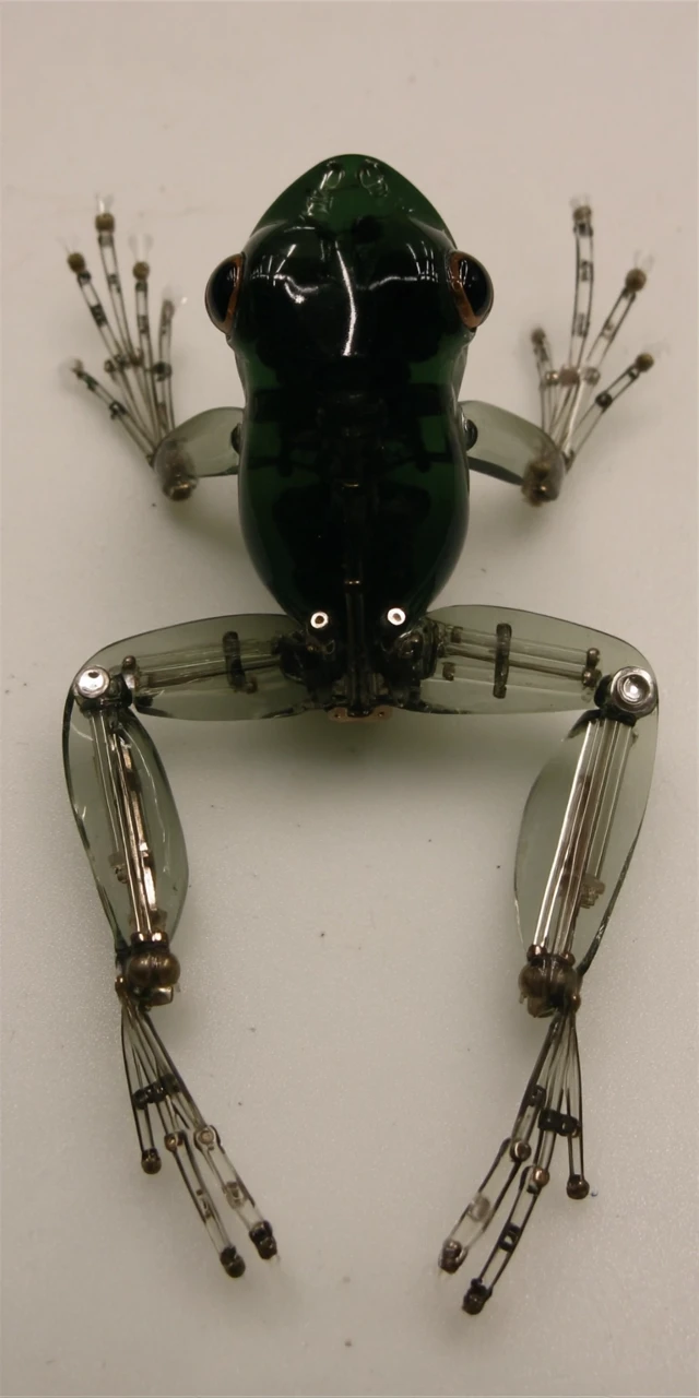 Clear Plastic Frog Sculpture Anatomy Model