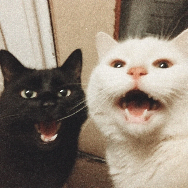 Laughing Cats Black and White Feline Friends