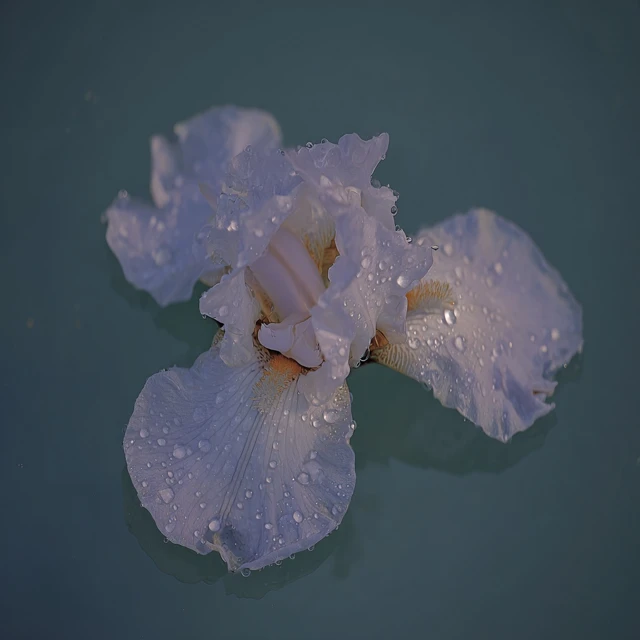 Iris Flower with Dewdrops Photography