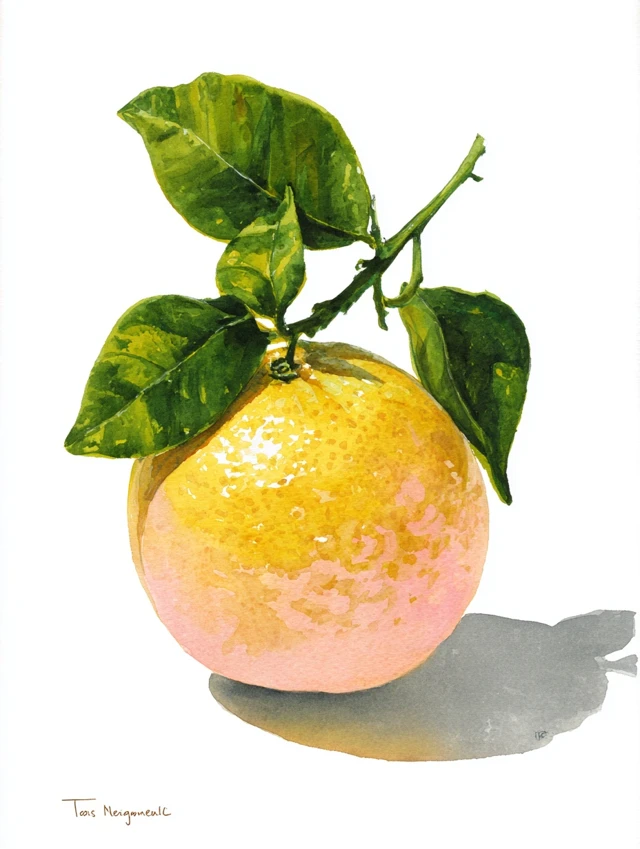 Watercolor Painting of a Grapefruit Fruit Art
