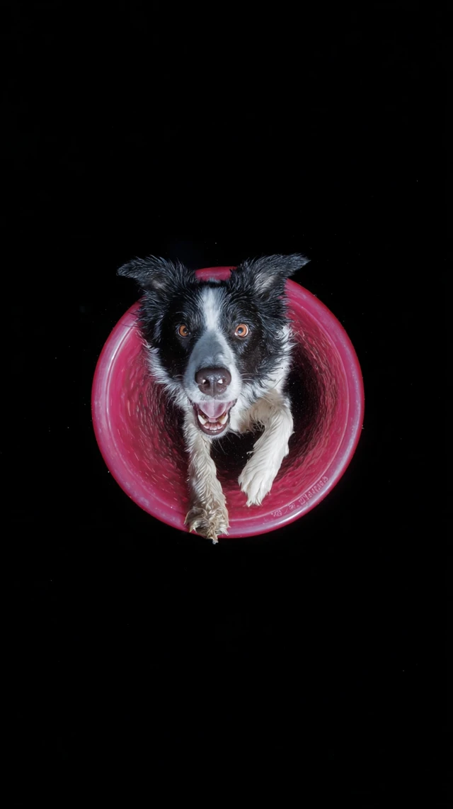 Border Collie Chasing Frisbee Wormhole Effect