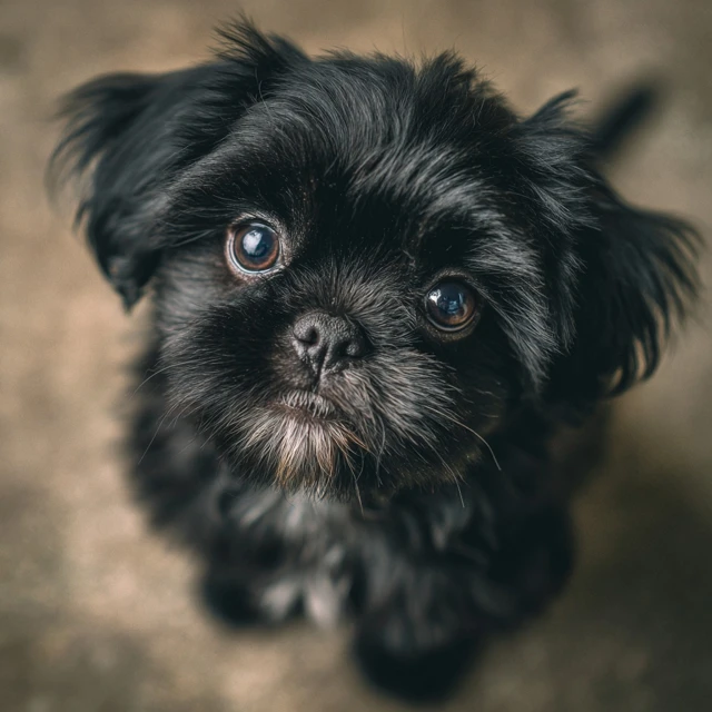 Sad Black Shih Tzu Puppy Looking at Camera
