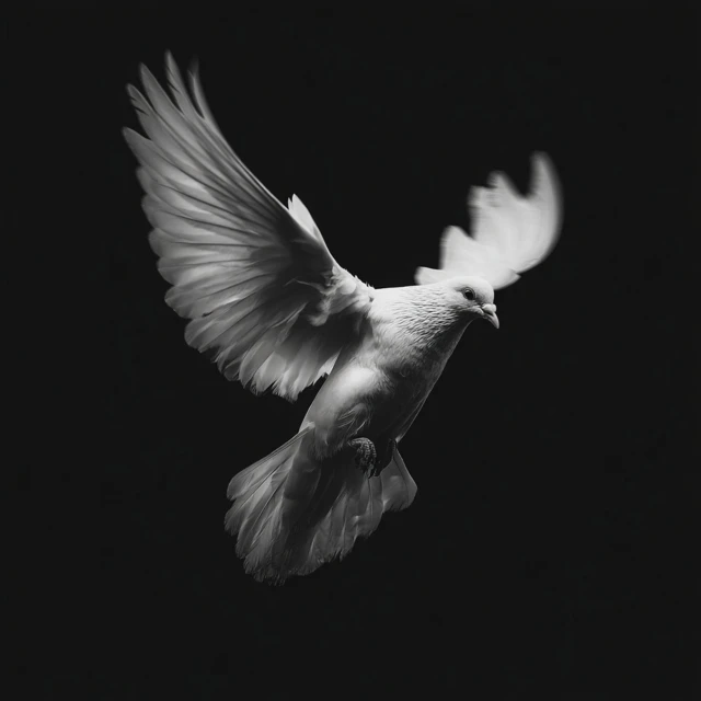 Dove in Flight Black and White