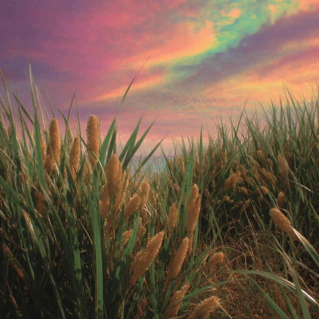 Seaside Grass and Alien Sky Photography