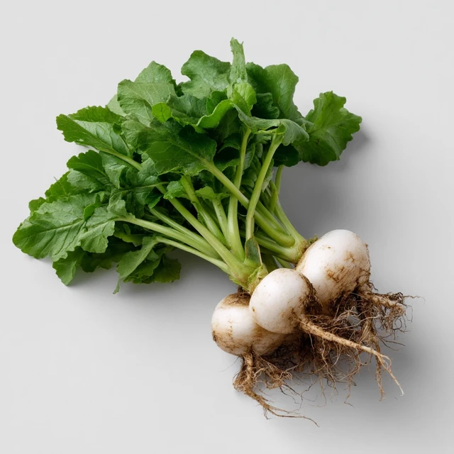 White Daikon Radish Vegetable Cutout PNG on White