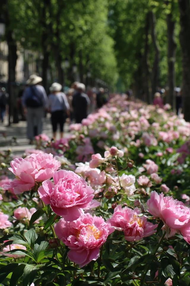 Blooming Peonies Spring Garden Scene